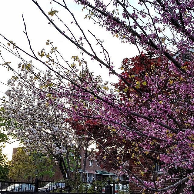 The colors the colors #dawn #dusk #nyc #bronx #bloom #trees