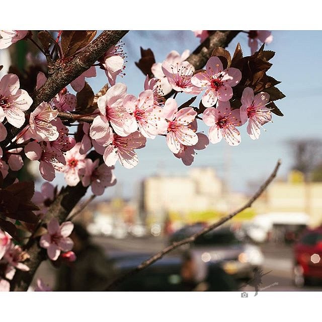 #cherryblossom #bostonroad